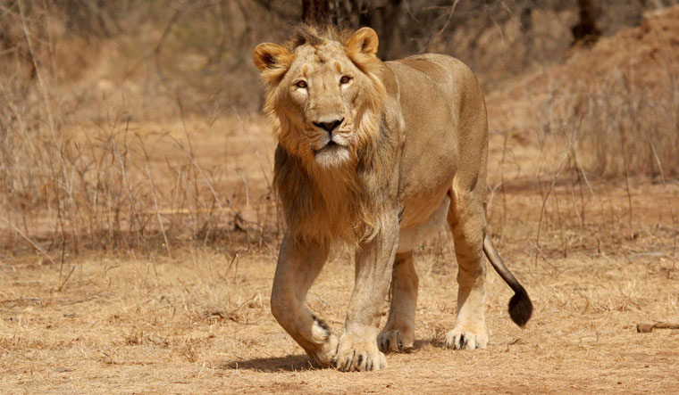 Gujarat High Court Quashes 16-Year-Old Case Against Journalist For Allegedly 'Disturbing Lion' Near Gir Sanctuary 1 401044 asiatic lion