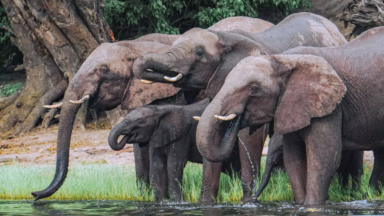 468641 elephants.webp