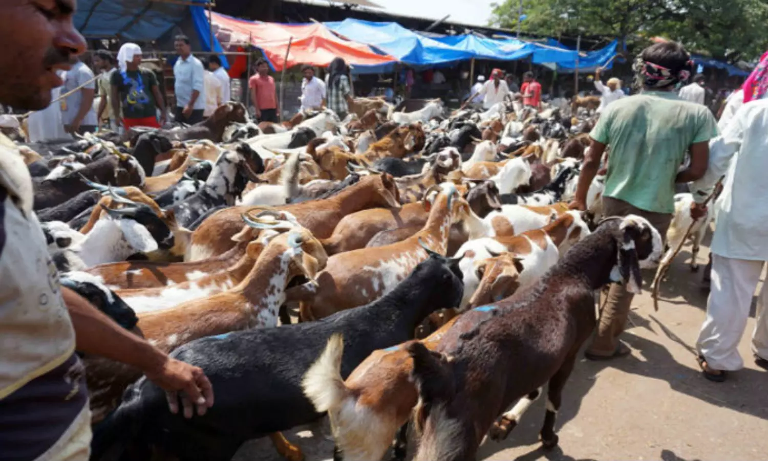 Bombay HC Tells BMC To Reconsider Ban On Animal Slaughter For Paryushan Parva