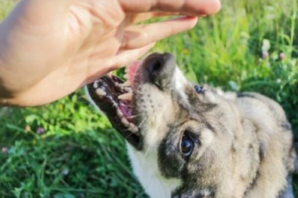 Liability for dangerous animals in tort law